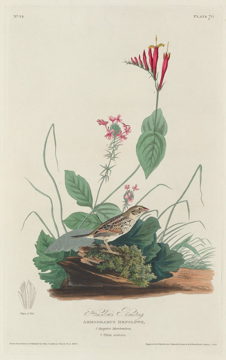 हेन्सलो बंटिंग, 1829। द्वारा रॉबर्ट हेवेल