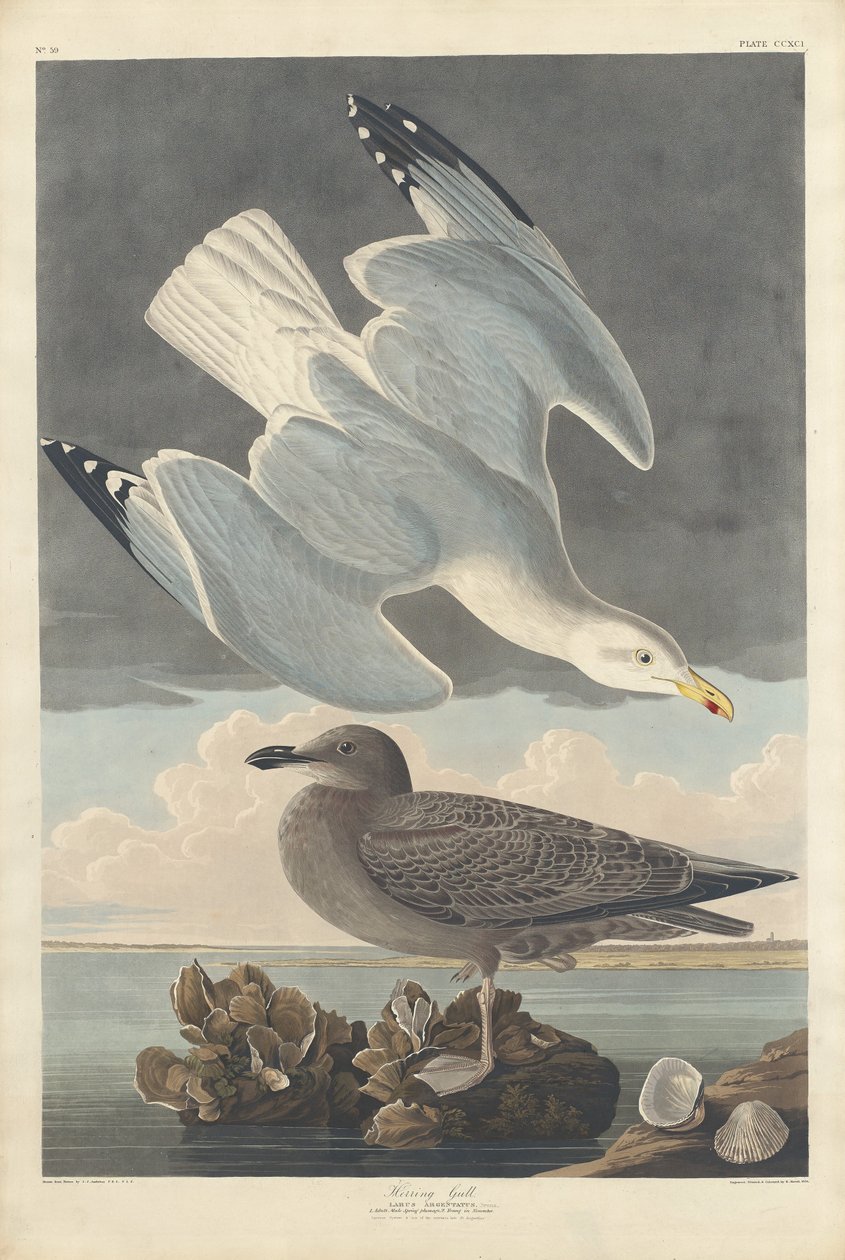 हेरिंग गुल, 1836। द्वारा रॉबर्ट हेवेल