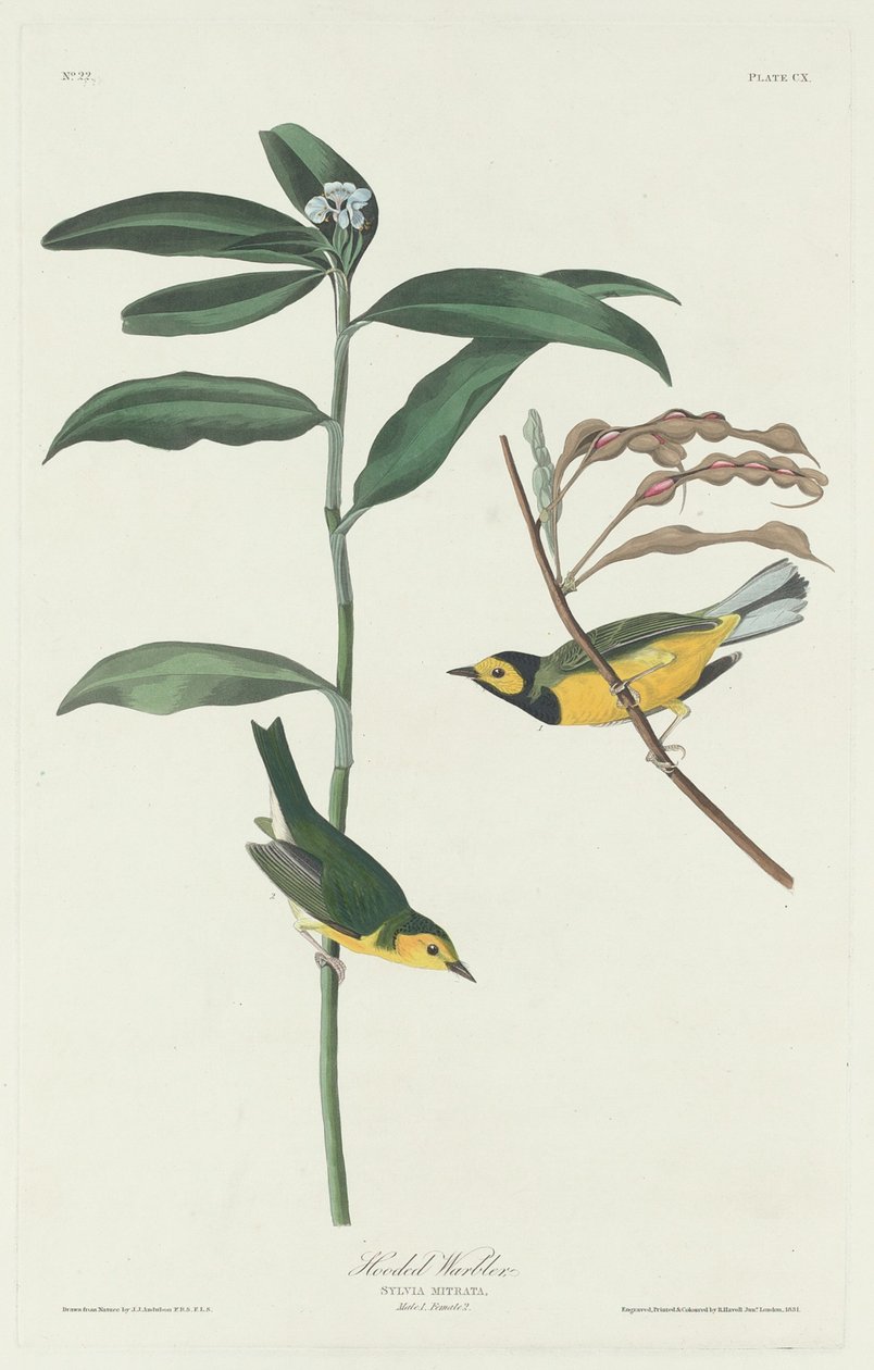 हूडेड वार्बलर, 1831। द्वारा रॉबर्ट हेवेल