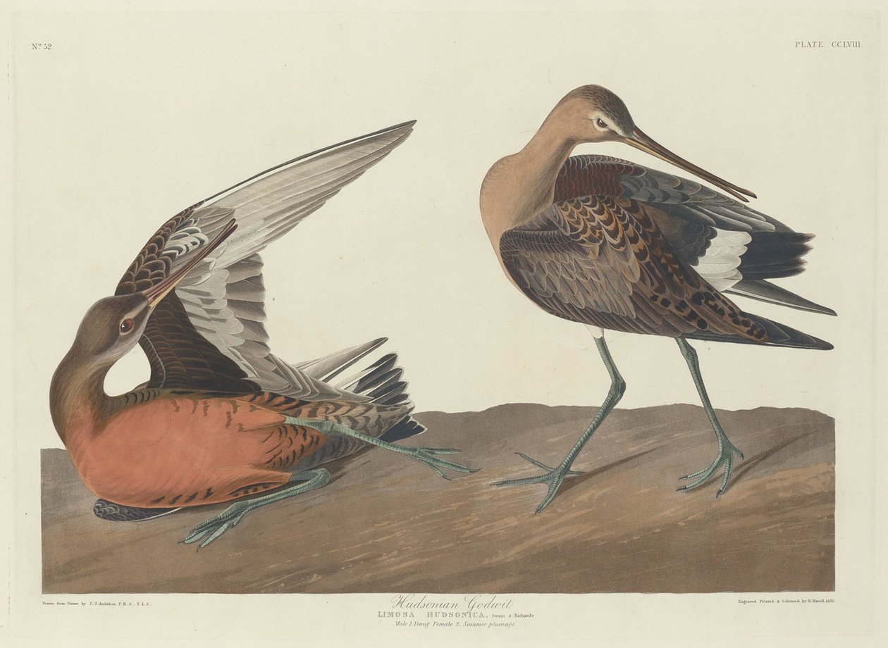हडसोनियन गॉडविट, 1835। द्वारा रॉबर्ट हेवेल
