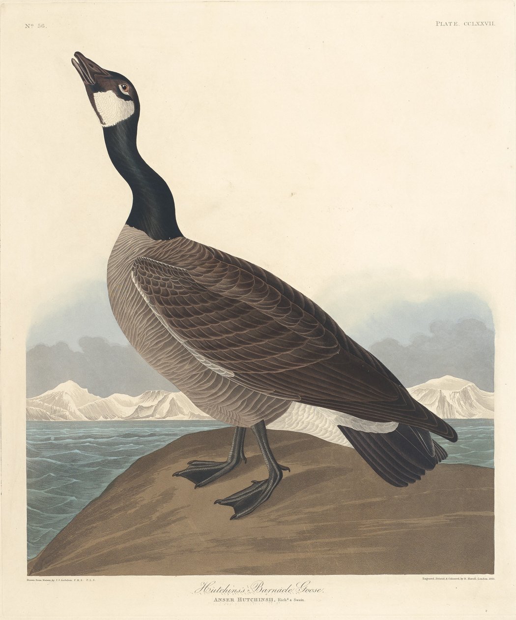 हचिन्स बार्नकल गूज़, 1835। द्वारा रॉबर्ट हेवेल