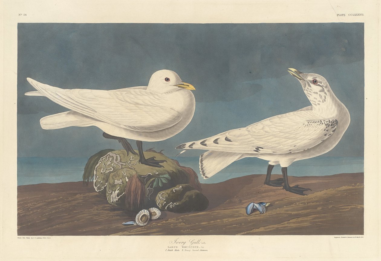 आइवरी गुल, 1836। द्वारा रॉबर्ट हेवेल