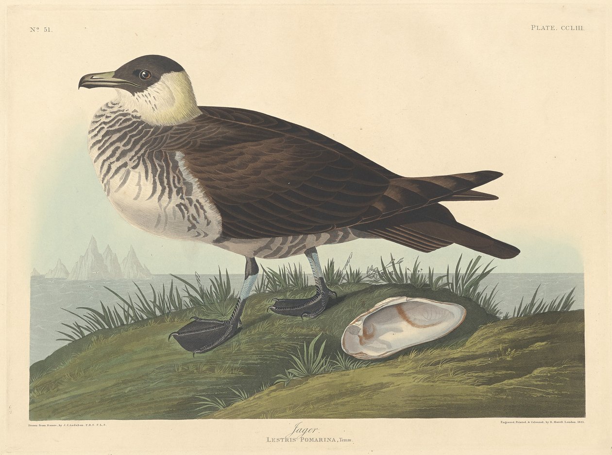 जगर, 1835। द्वारा रॉबर्ट हेवेल