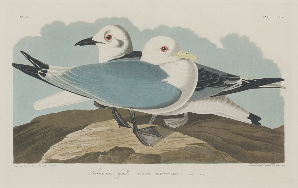 किट्टीवेक गोल्ड, 1834। द्वारा रॉबर्ट हेवेल
