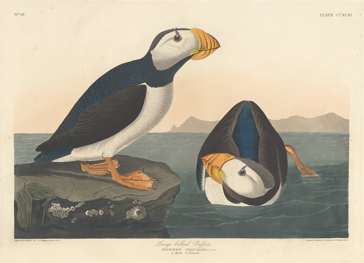 लार्ज-बिल्ड पफिन, 1836। द्वारा रॉबर्ट हेवेल