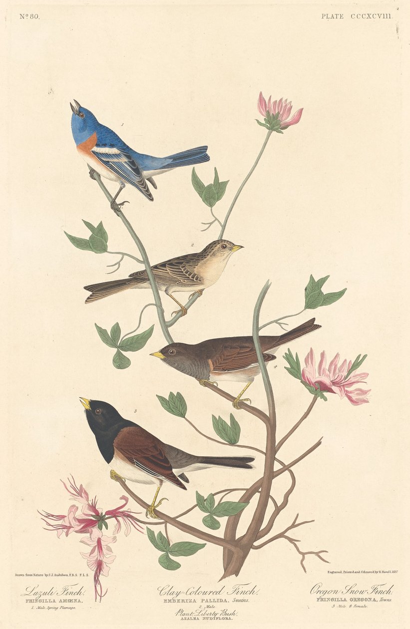 लाजुली फिंच, मिट्टी के रंग का फिंच और ओरेगन स्नो फिंच, 1837। द्वारा रॉबर्ट हेवेल
