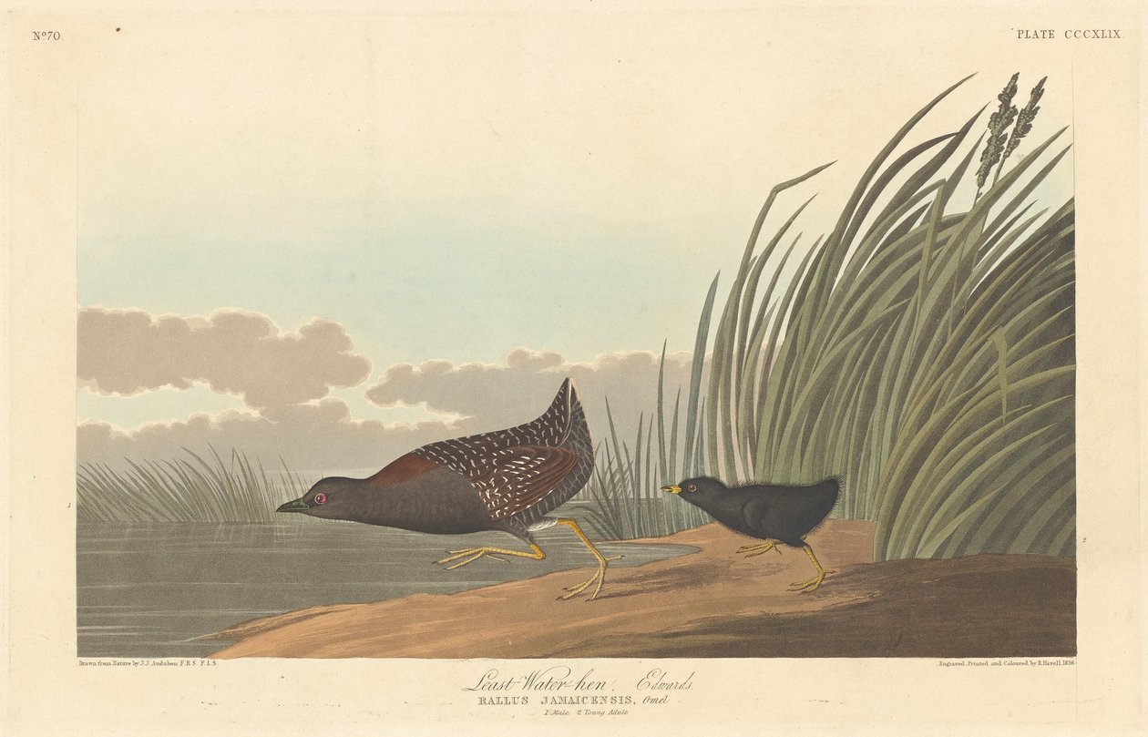लीस्ट वॉटर-हेन, 1836। द्वारा रॉबर्ट हेवेल