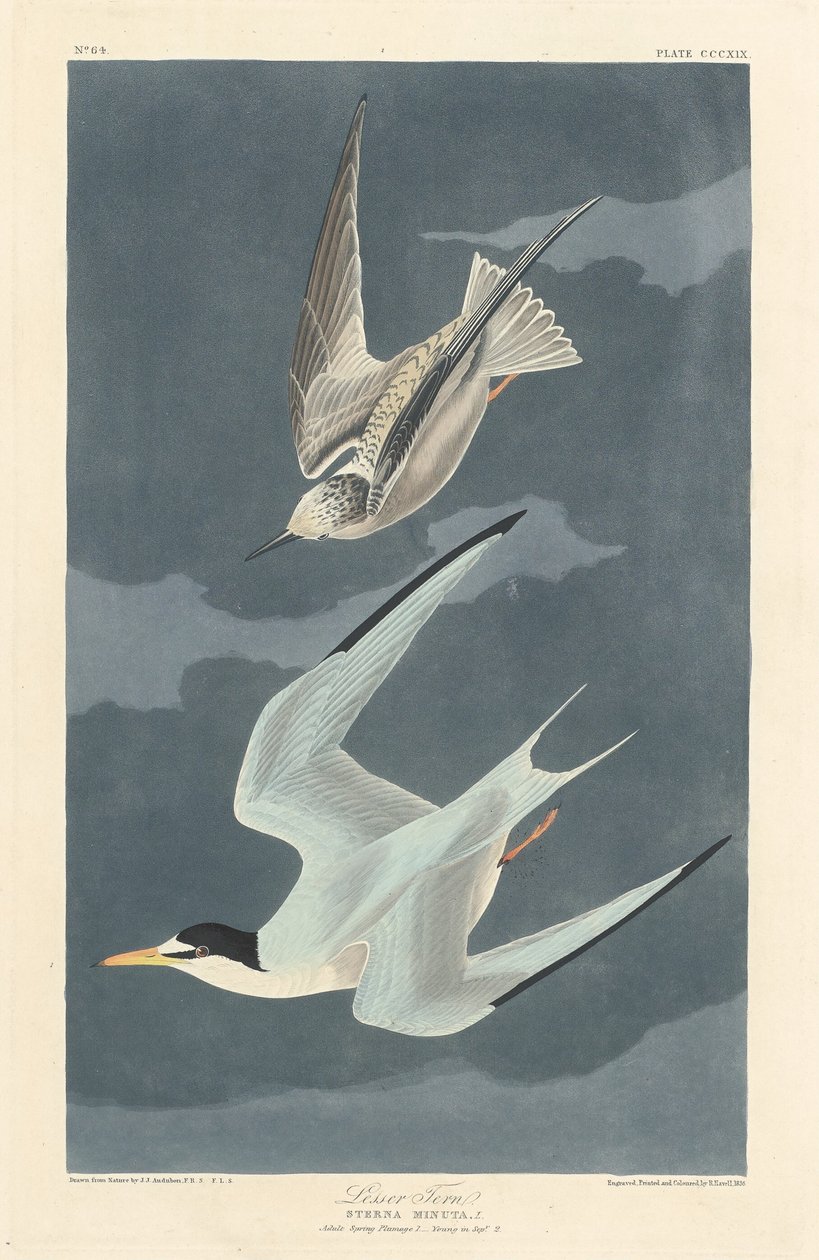 लेसर टर्न, 1836। द्वारा रॉबर्ट हेवेल