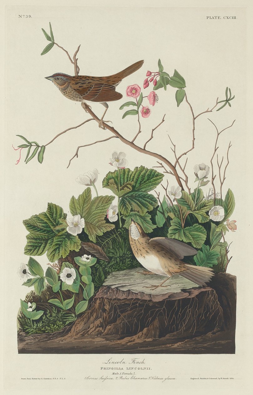 लिंकन फिंच, 1834। द्वारा रॉबर्ट हेवेल