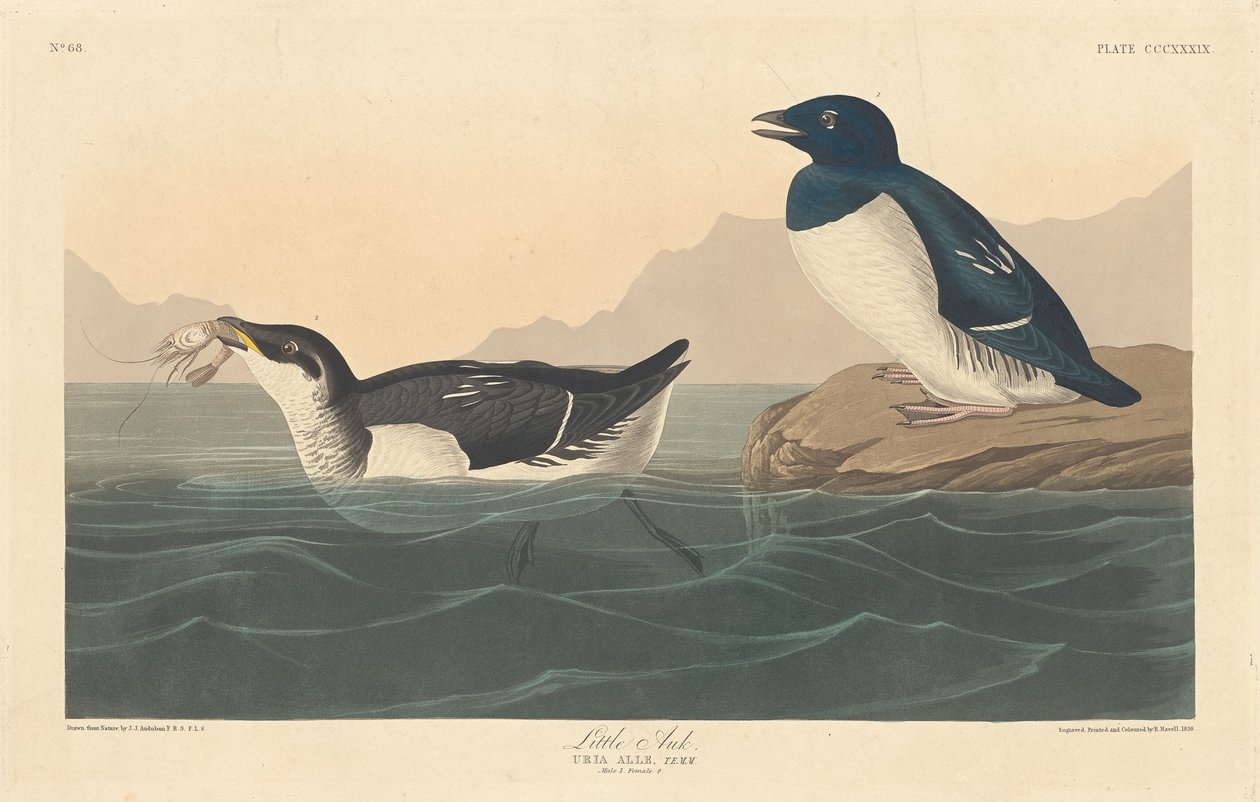लिटिल औक, 1836। द्वारा रॉबर्ट हेवेल