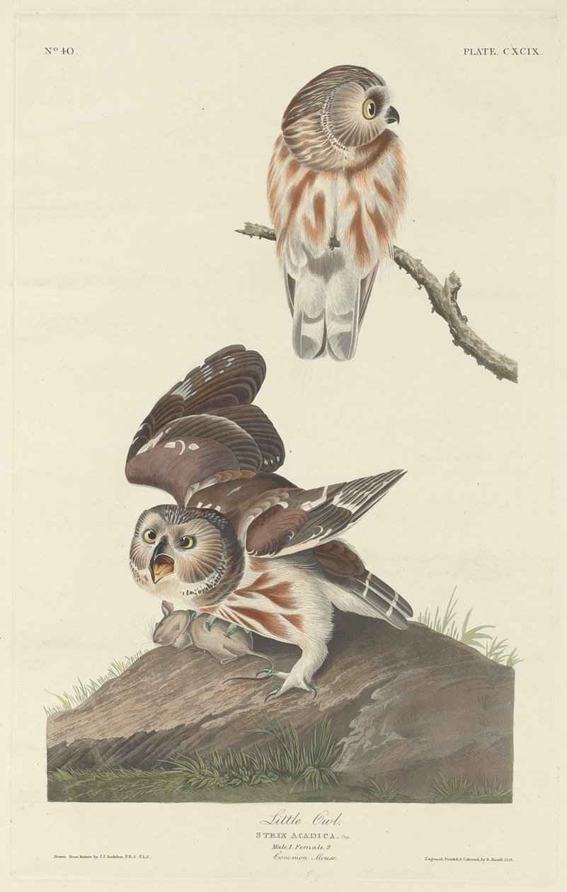 छोटा उल्लू, 1834। द्वारा रॉबर्ट हेवेल