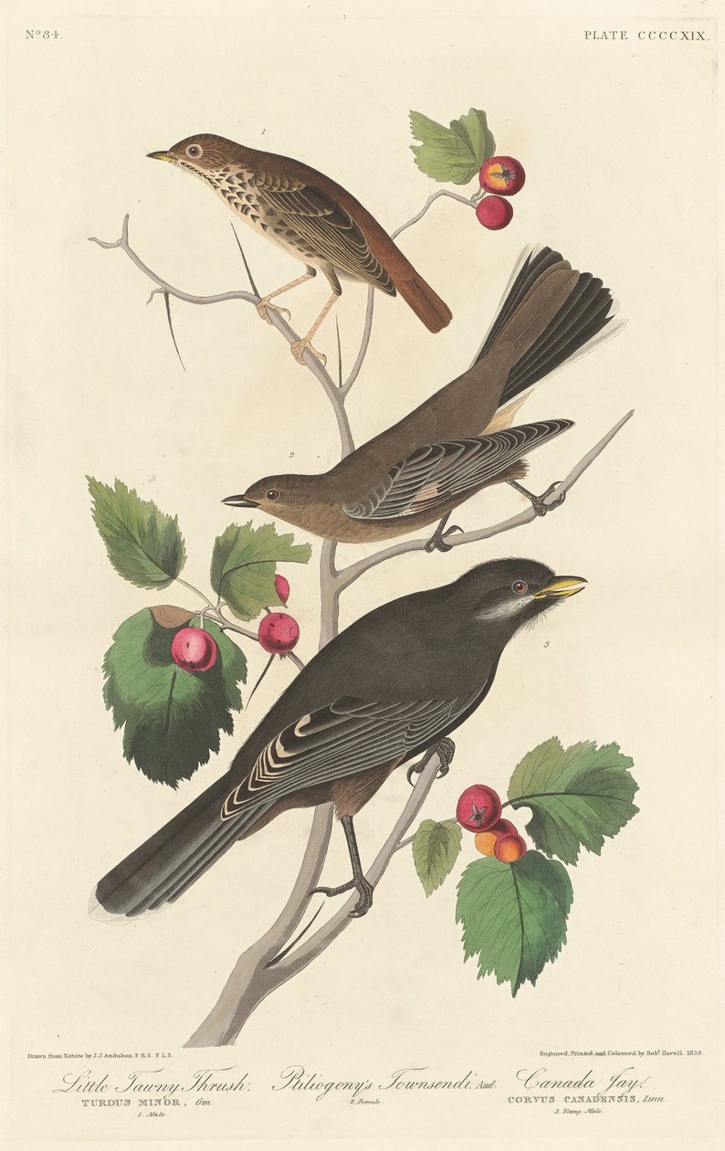 लिटिल टैनी थ्रश, 1838। द्वारा रॉबर्ट हेवेल