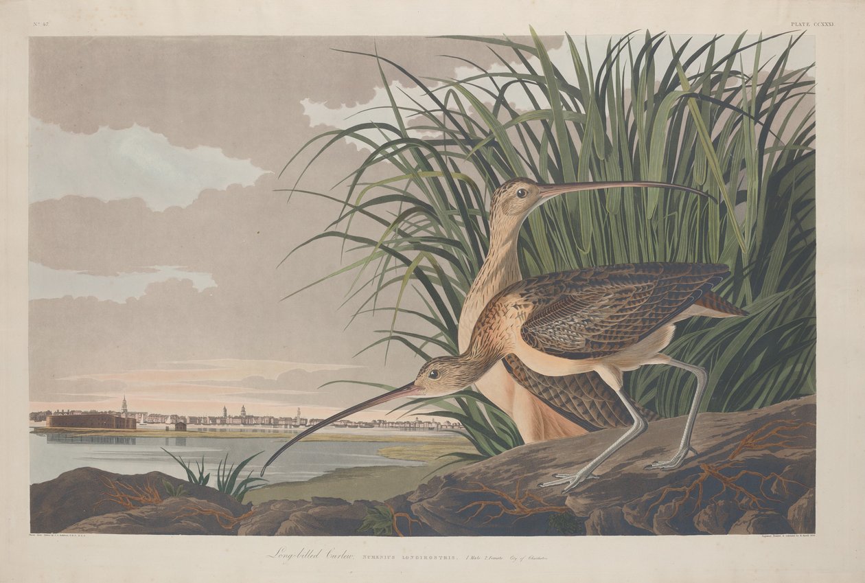 लॉन्ग-बिल्ड कर्ल्यू, 1834। द्वारा रॉबर्ट हेवेल