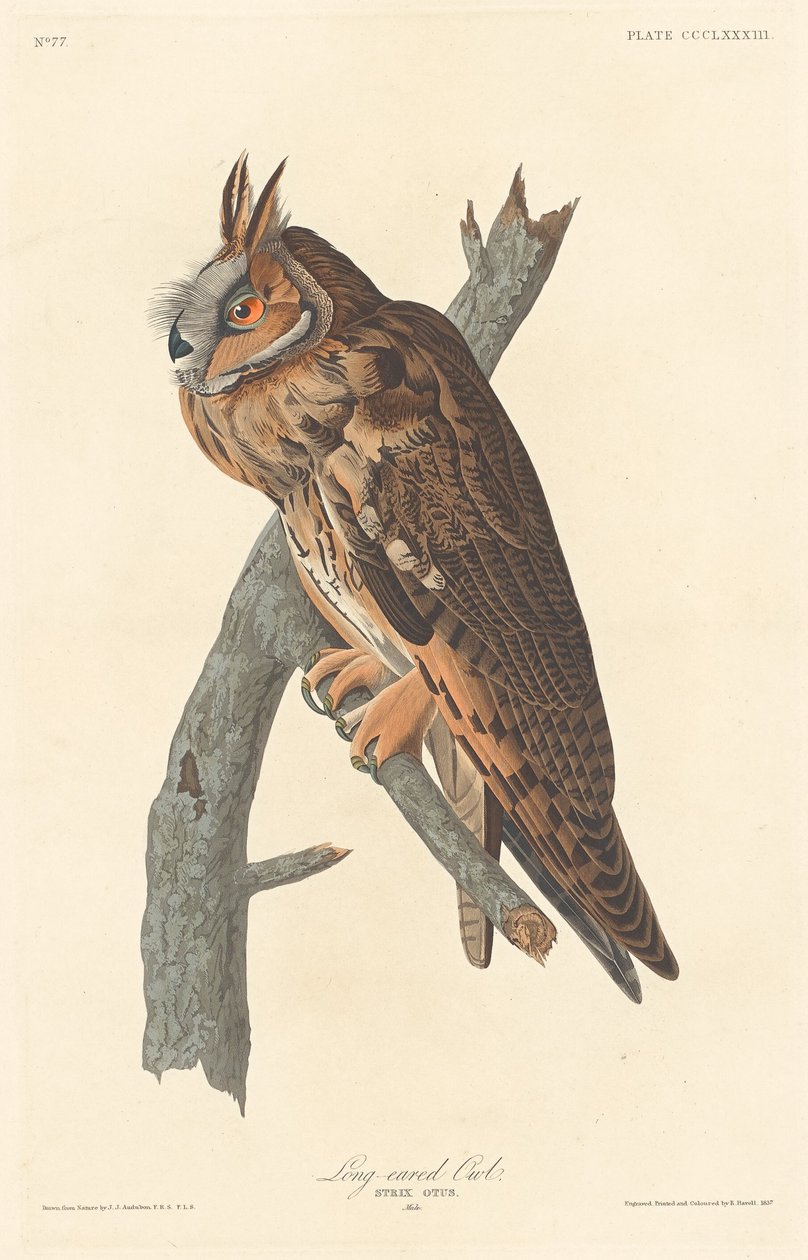 लंबे कान वाला उल्लू, 1837। द्वारा रॉबर्ट हेवेल