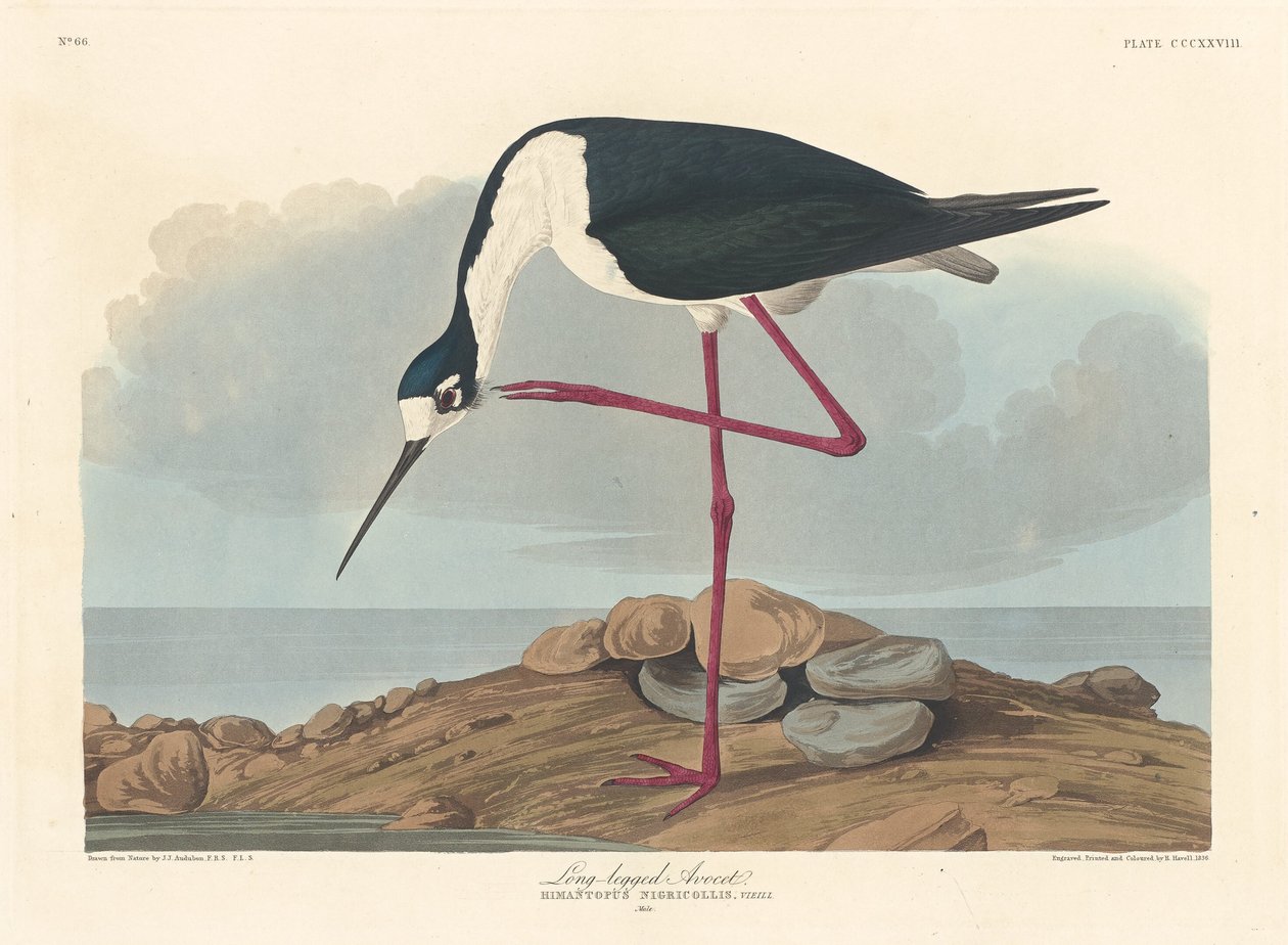 लंबे पैरों वाला एवोसेट, 1836। द्वारा रॉबर्ट हेवेल