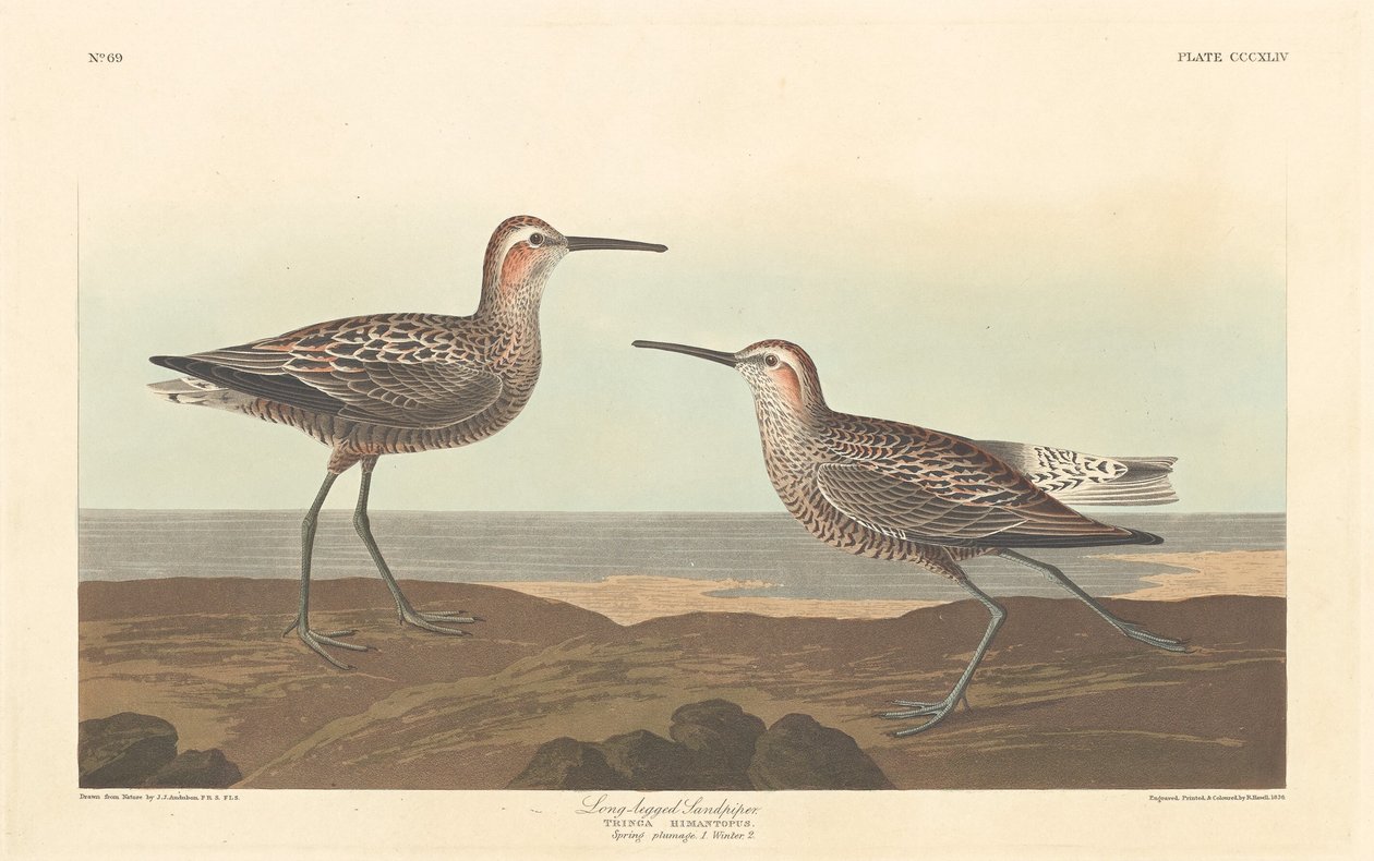 लंबे पैरों वाला सैंडपाइपर, 1836। द्वारा रॉबर्ट हेवेल