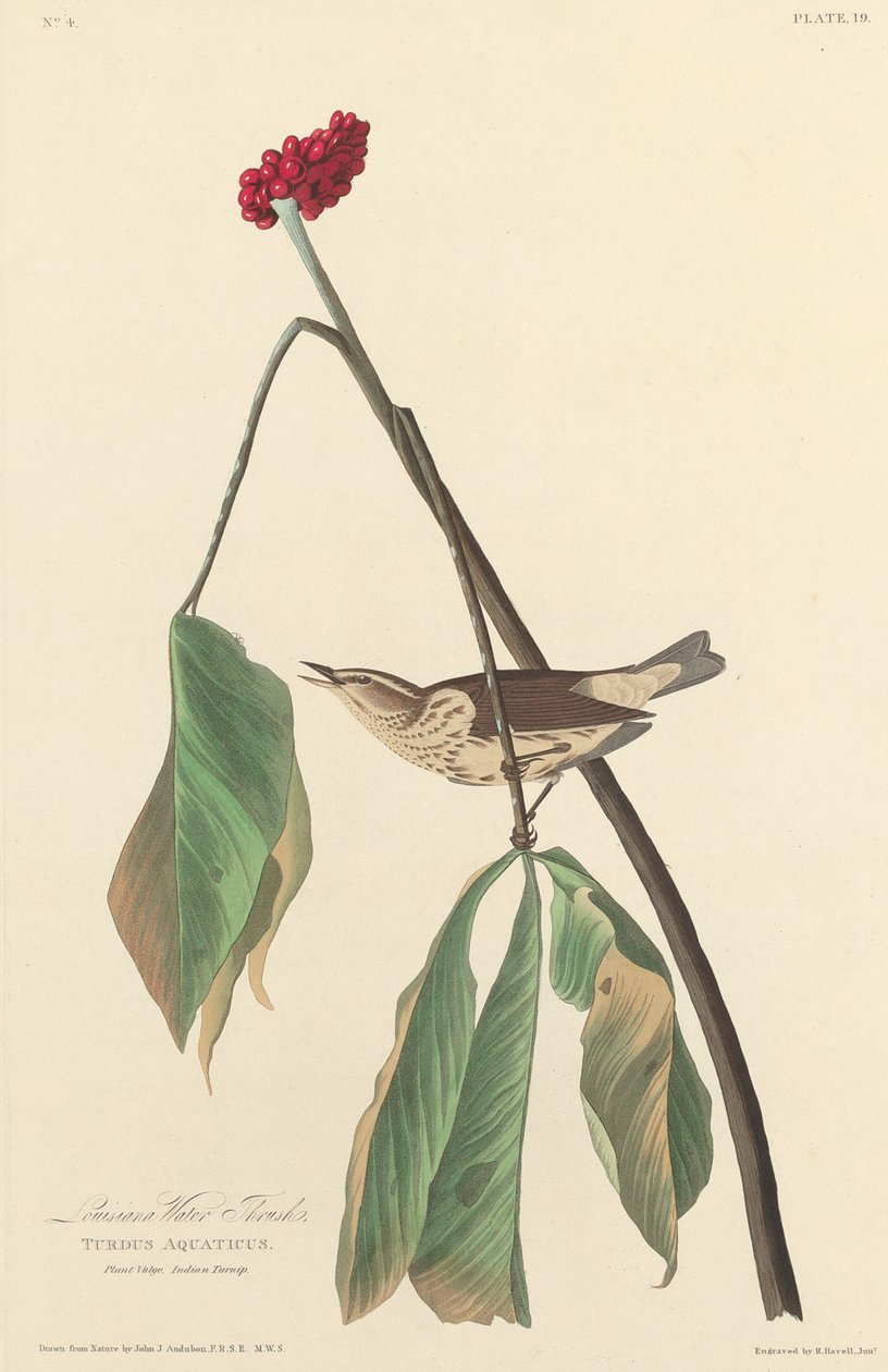 लुइसियाना वाटर थ्रश, 1827। द्वारा रॉबर्ट हेवेल
