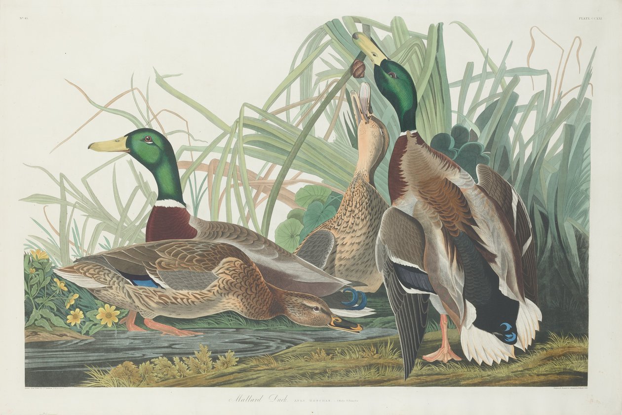मल्लार्ड डक, 1834। द्वारा रॉबर्ट हेवेल