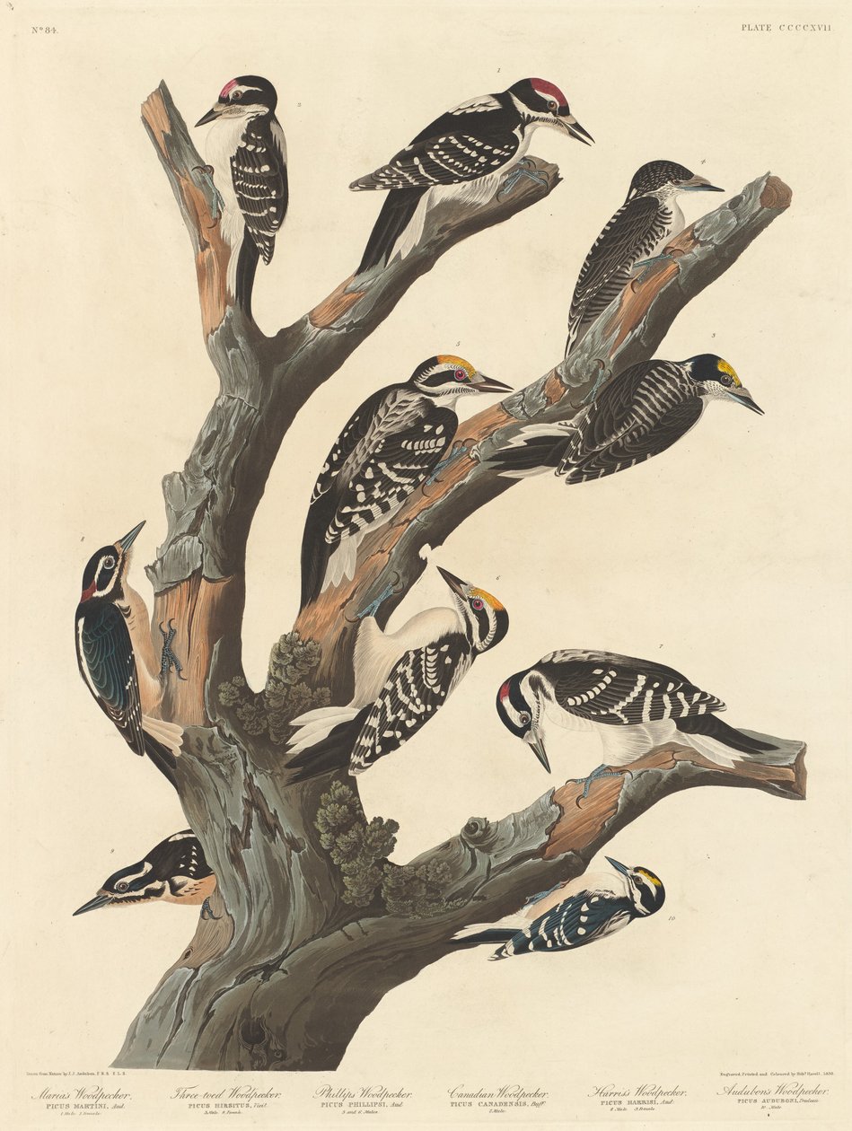 मारिया का कठफोड़वा, 1838। द्वारा रॉबर्ट हेवेल