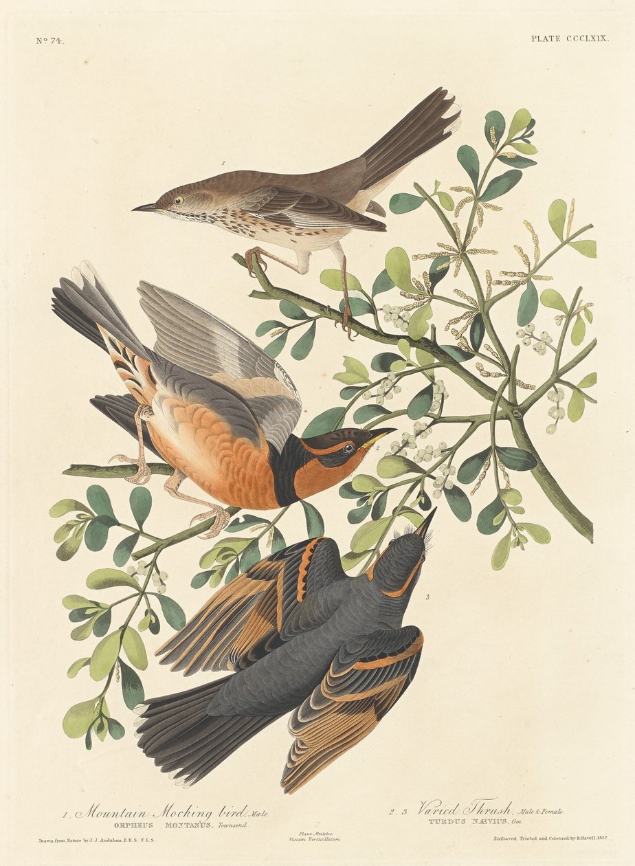 माउंटेन मॉकिंग-बर्ड एंड वैरीड थ्रश, 1837। द्वारा रॉबर्ट हेवेल