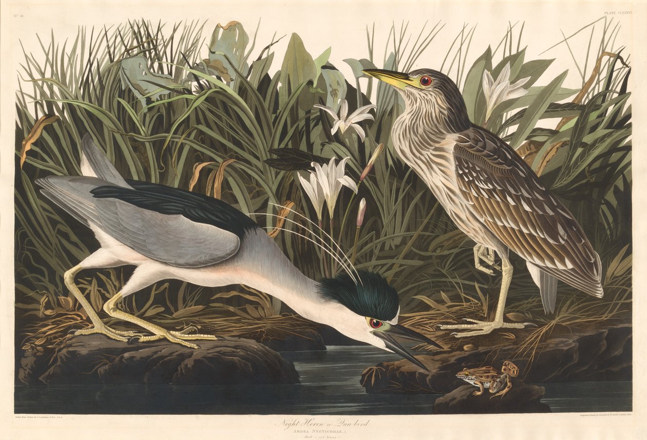 नाइट हेरॉन या क्वा बर्ड, 1835। द्वारा रॉबर्ट हेवेल