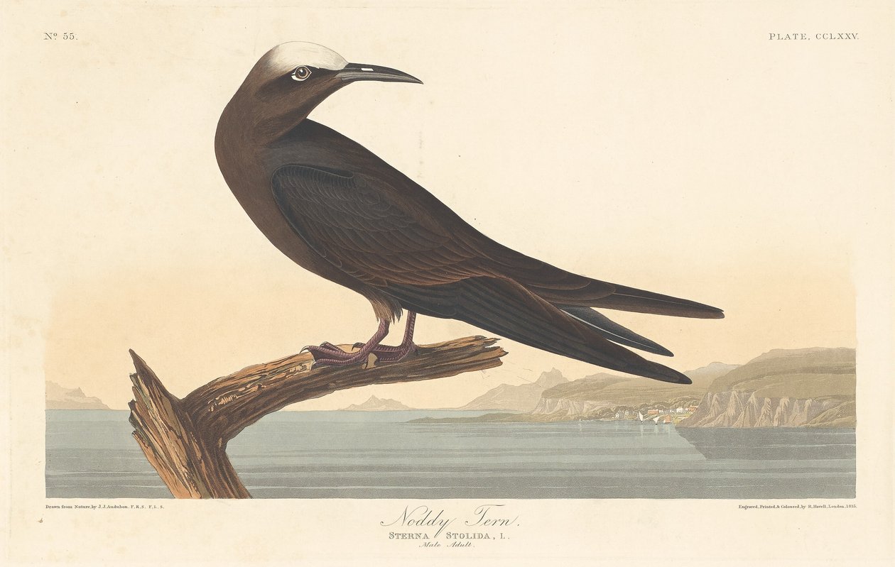 नोडी टर्न, 1835। द्वारा रॉबर्ट हेवेल