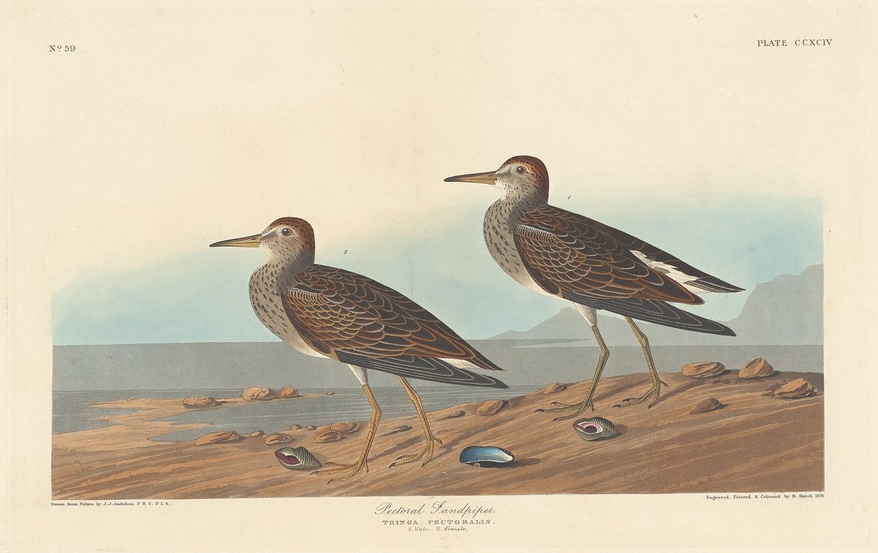 पेक्टोरल सैंडपाइपर, 1836। द्वारा रॉबर्ट हेवेल