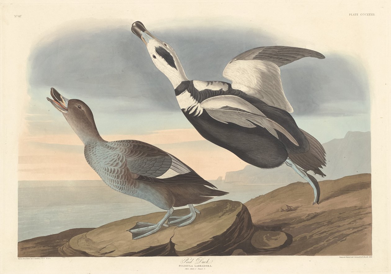 पाइड डक, 1836। द्वारा रॉबर्ट हेवेल