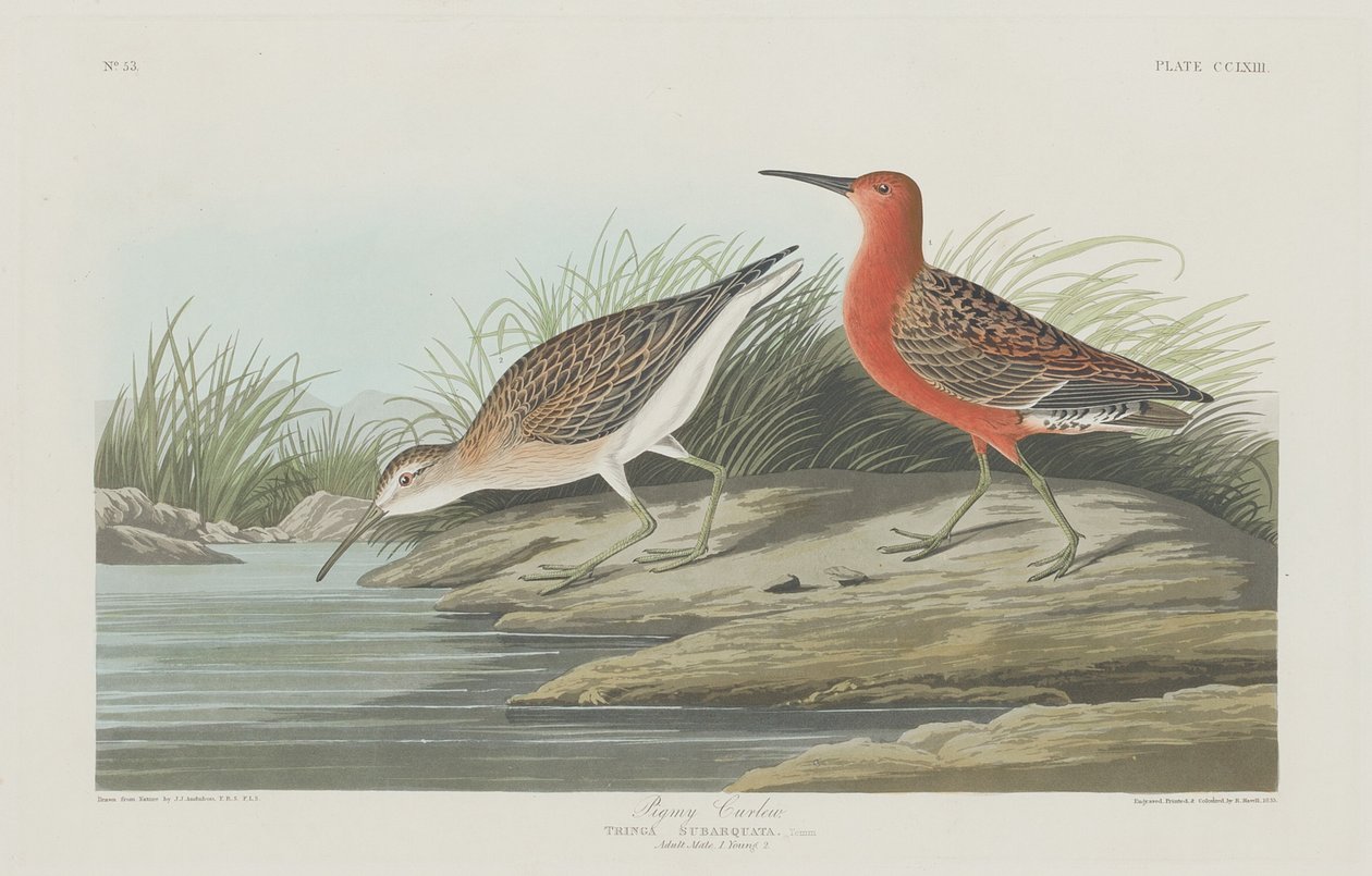 पिग्मी कर्ल्यू, 1835। द्वारा रॉबर्ट हेवेल
