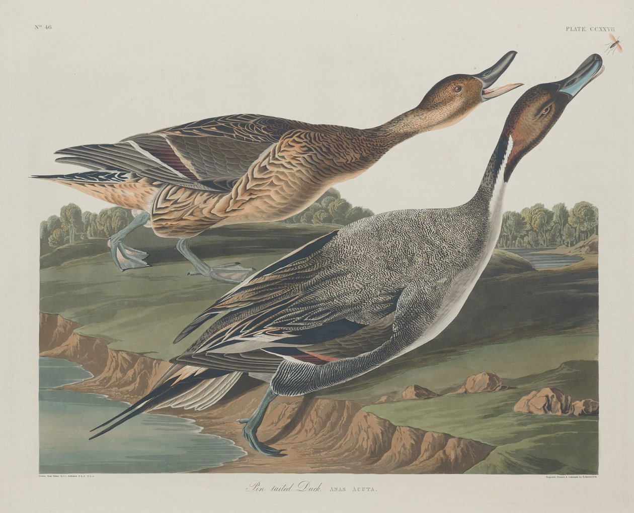 पिन-टेल्ड डक, 1834। द्वारा रॉबर्ट हेवेल