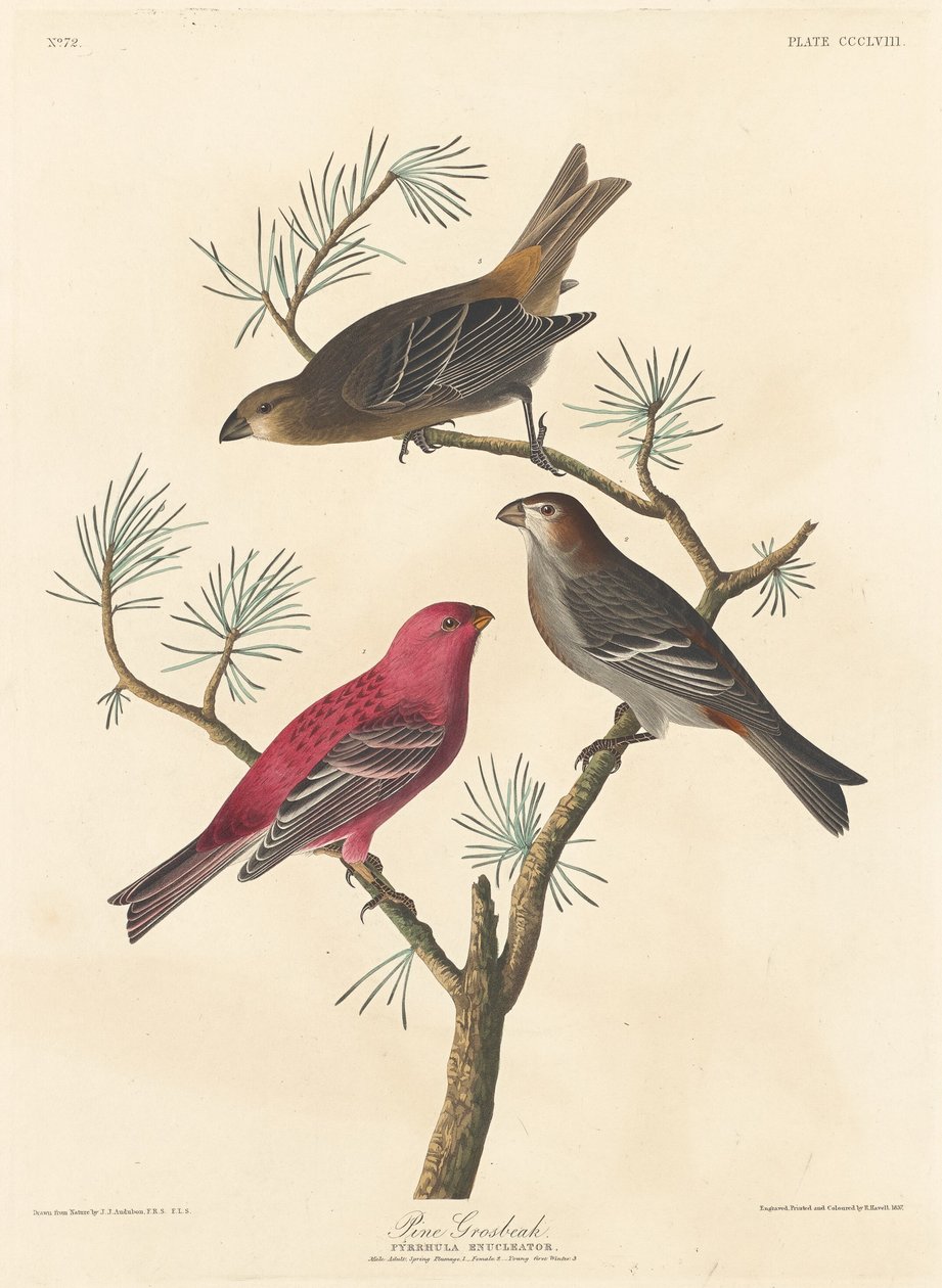 पाइन ग्रोसबीक, 1837। द्वारा रॉबर्ट हेवेल
