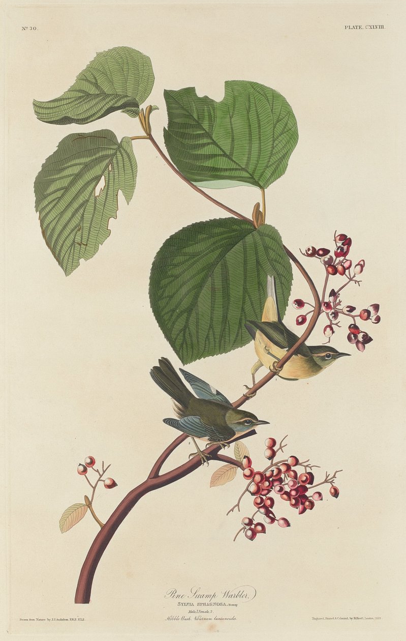 पाइन दलदल वार्बलर, 1832। द्वारा रॉबर्ट हेवेल