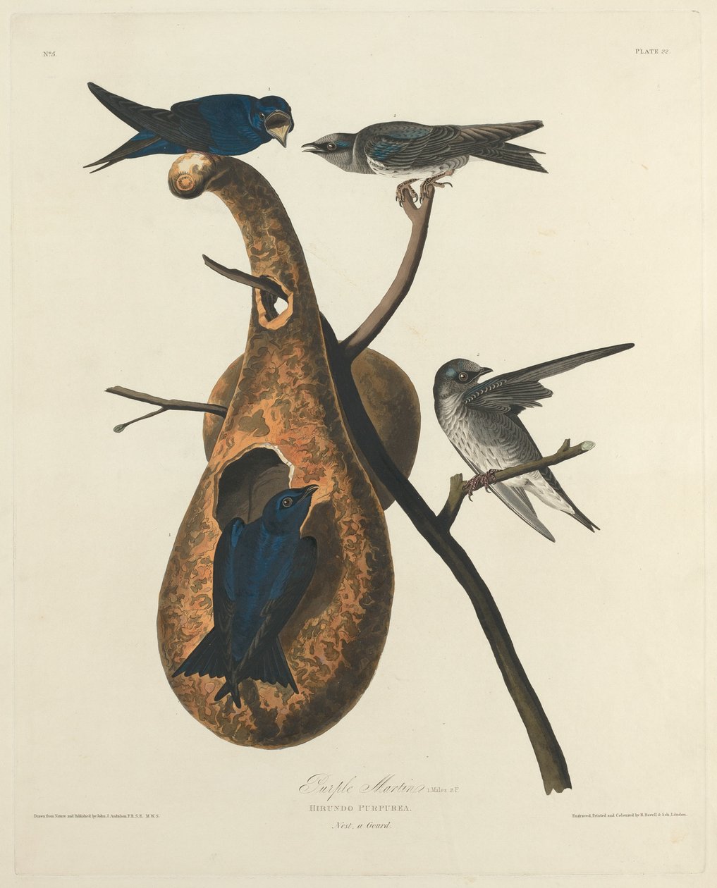 बैंगनी मार्टिन, 1827। द्वारा रॉबर्ट हेवेल