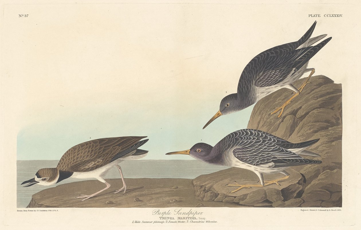 पर्पल सैंडपाइपर, 1835। द्वारा रॉबर्ट हेवेल