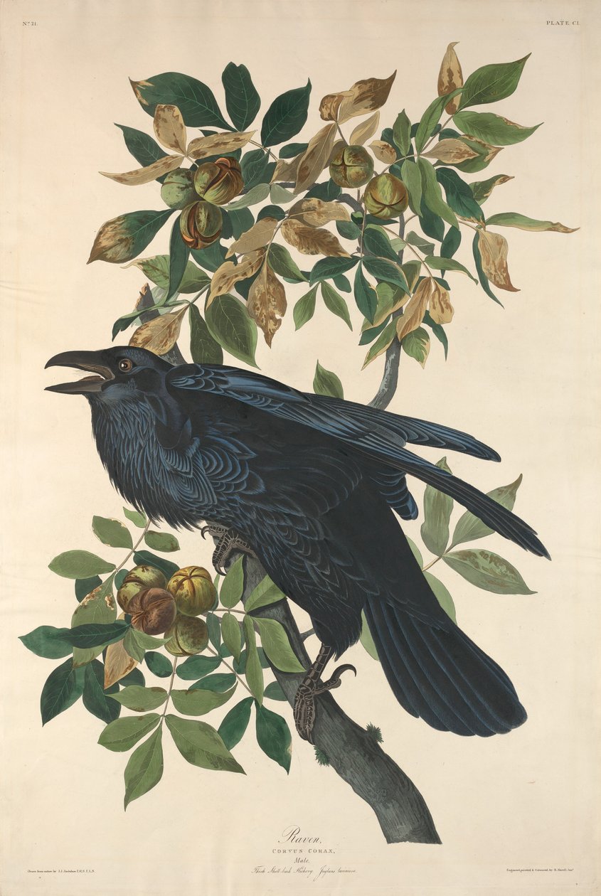 रेवेन, 1831। द्वारा रॉबर्ट हेवेल