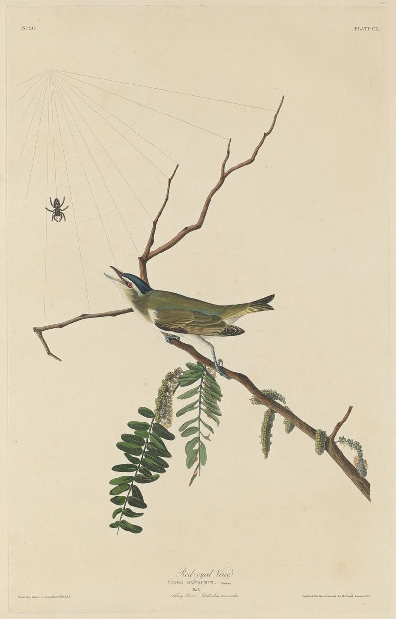 रेड-आइड वीरो, 1832। द्वारा रॉबर्ट हेवेल