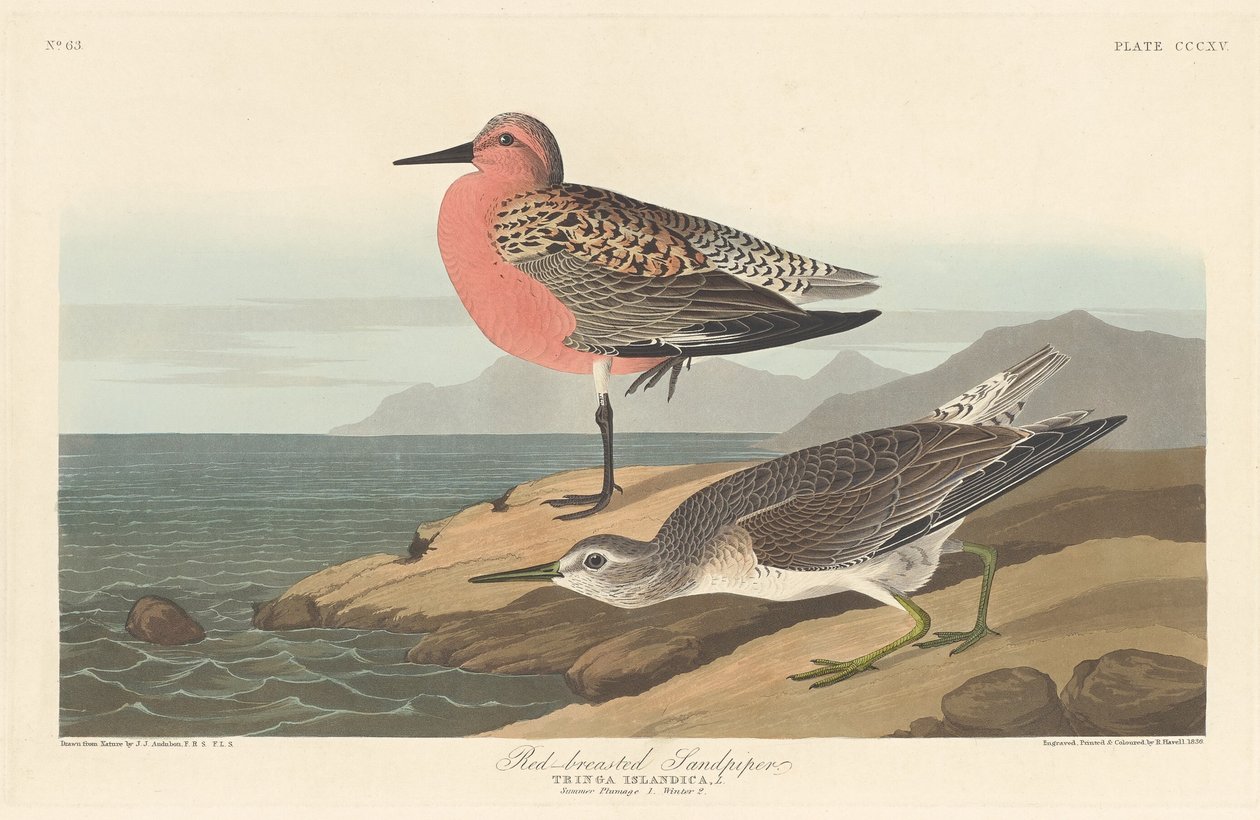 रेड-ब्रेस्टेड सैंडपाइपर, 1836। द्वारा रॉबर्ट हेवेल