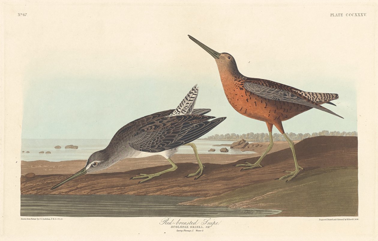 रेड-ब्रेस्टेड स्निप, 1836। द्वारा रॉबर्ट हेवेल