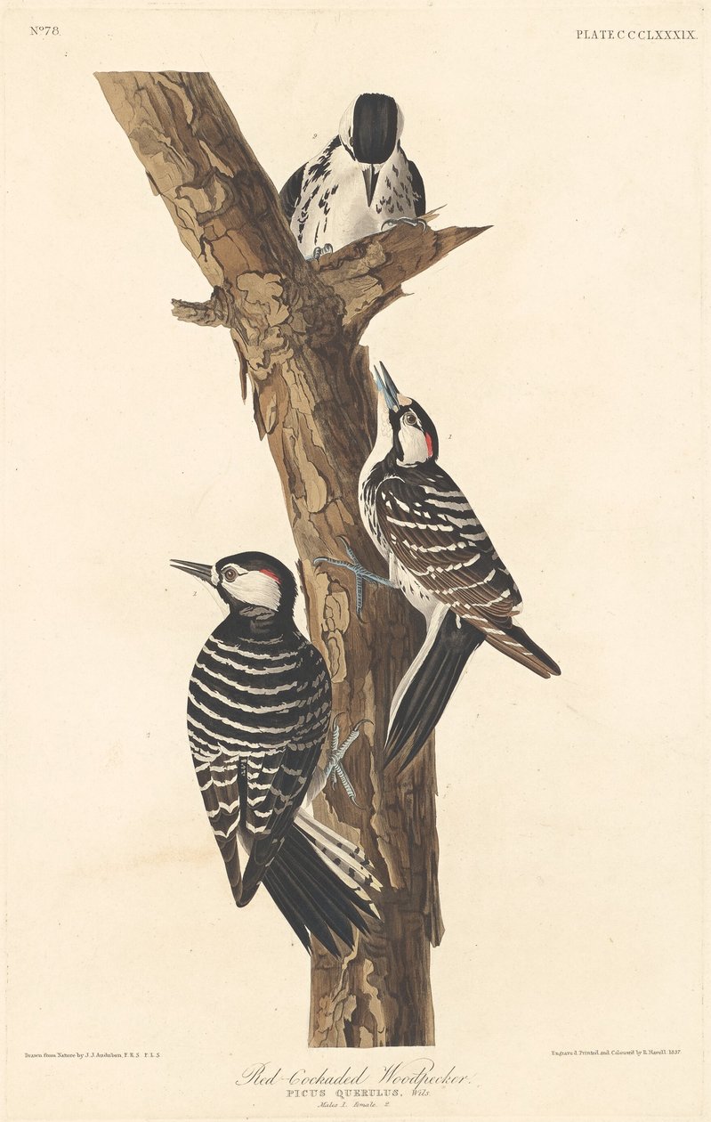 रेड-कॉकडेड कठफोड़वा, 1837। द्वारा रॉबर्ट हेवेल