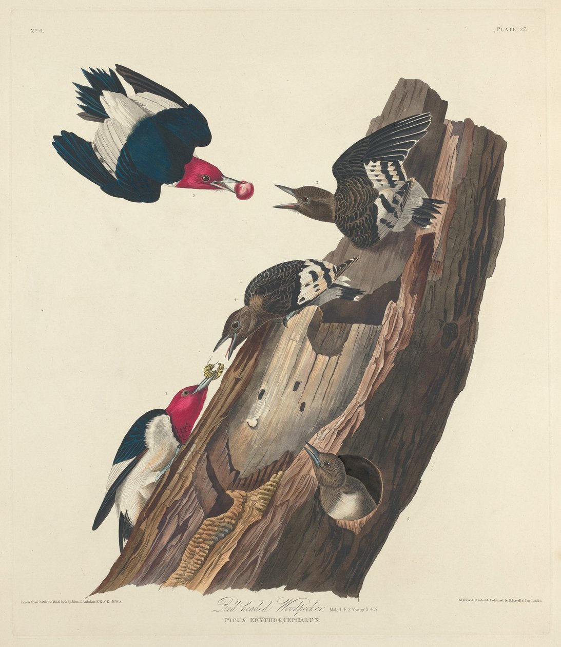 लाल सिर वाले कठफोड़वा, 1828। द्वारा रॉबर्ट हेवेल