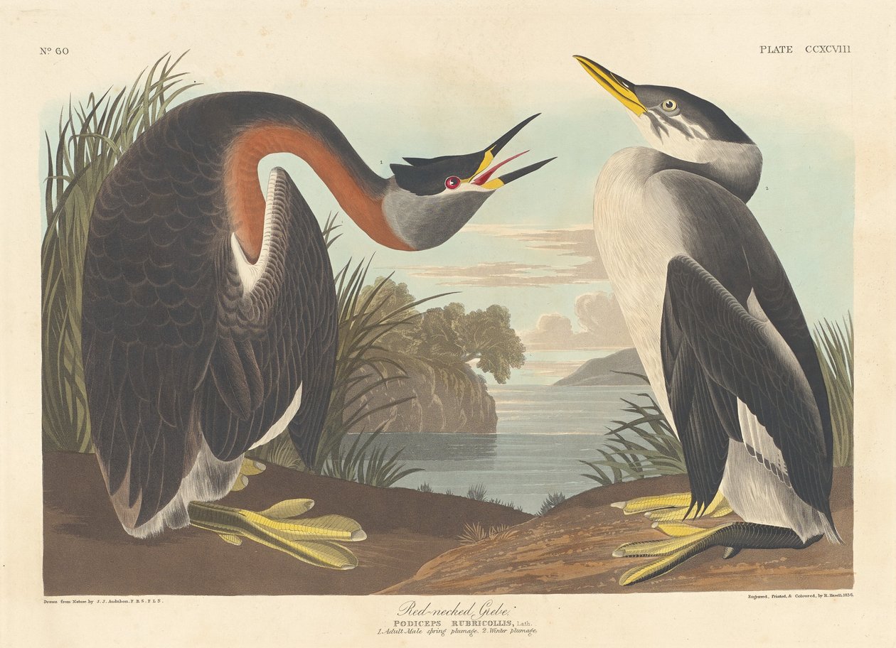 रेड-नेक्ड ग्रीबे, 1836। द्वारा रॉबर्ट हेवेल