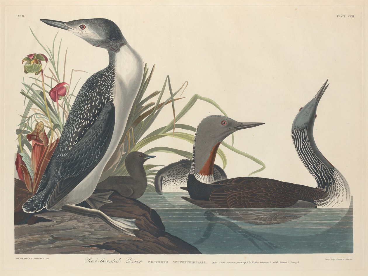 रेड-थ्रोटेड डाइवर, 1834। द्वारा रॉबर्ट हेवेल