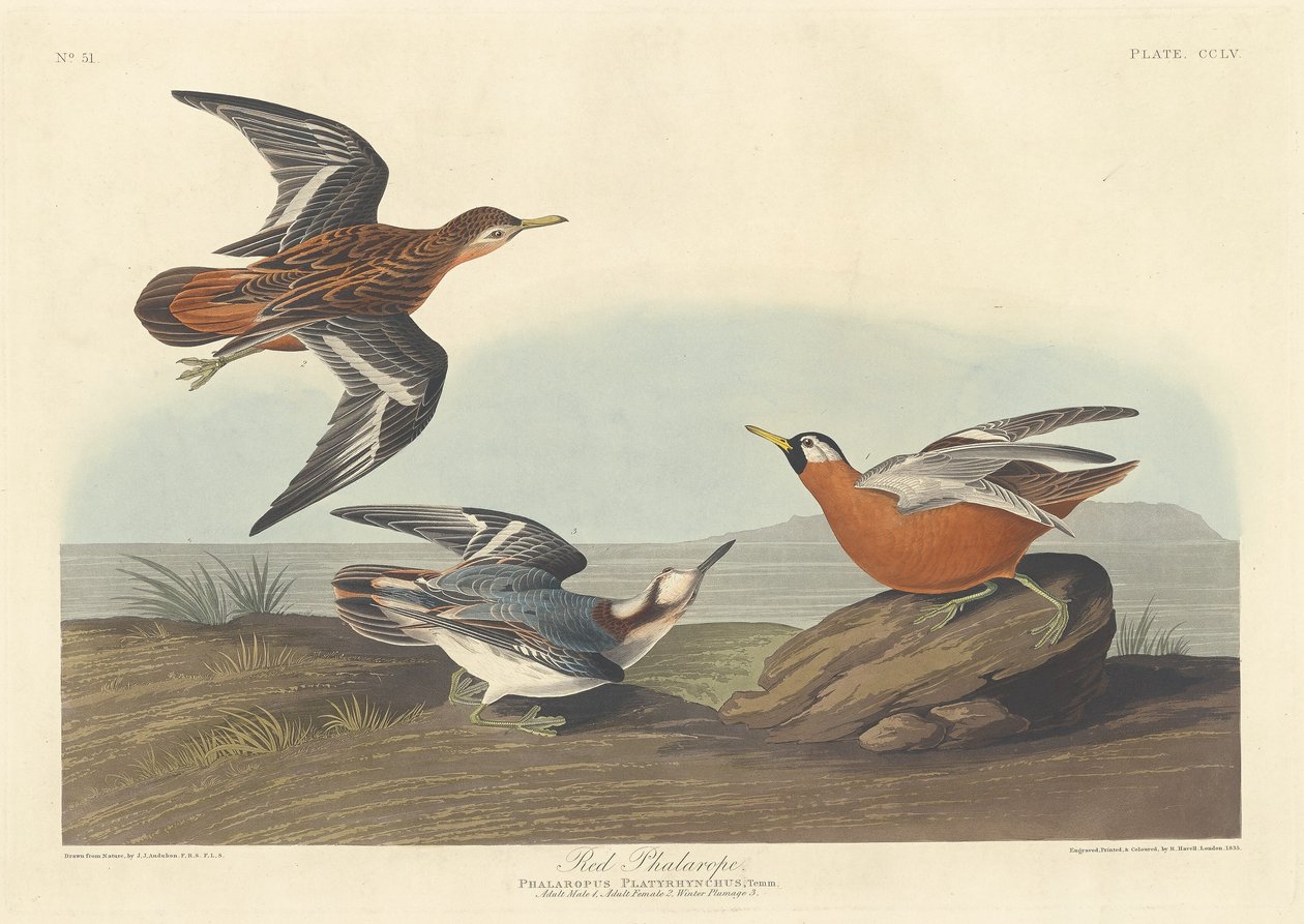रेड फालारोप, 1835। द्वारा रॉबर्ट हेवेल