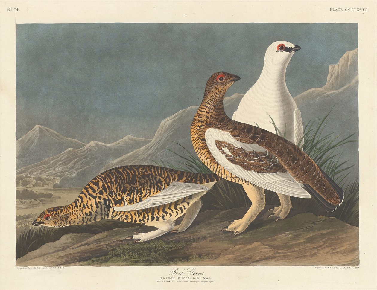 रॉक ग्रेट, 1837। द्वारा रॉबर्ट हेवेल