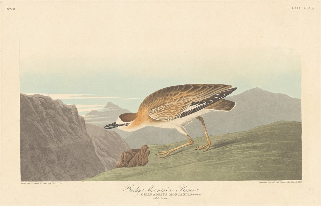 रॉकी माउंटेन प्लोवर, 1836। द्वारा रॉबर्ट हेवेल