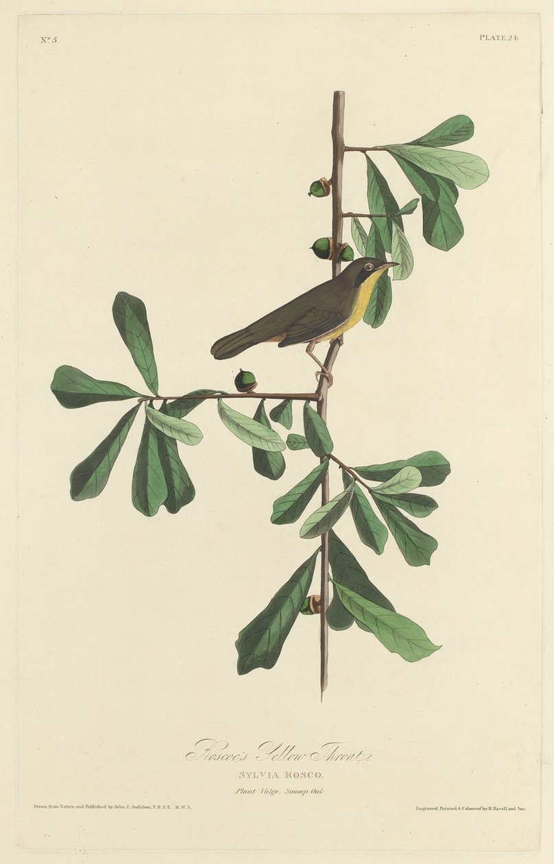 रोसको का येलो थ्रोट, 1827। द्वारा रॉबर्ट हेवेल