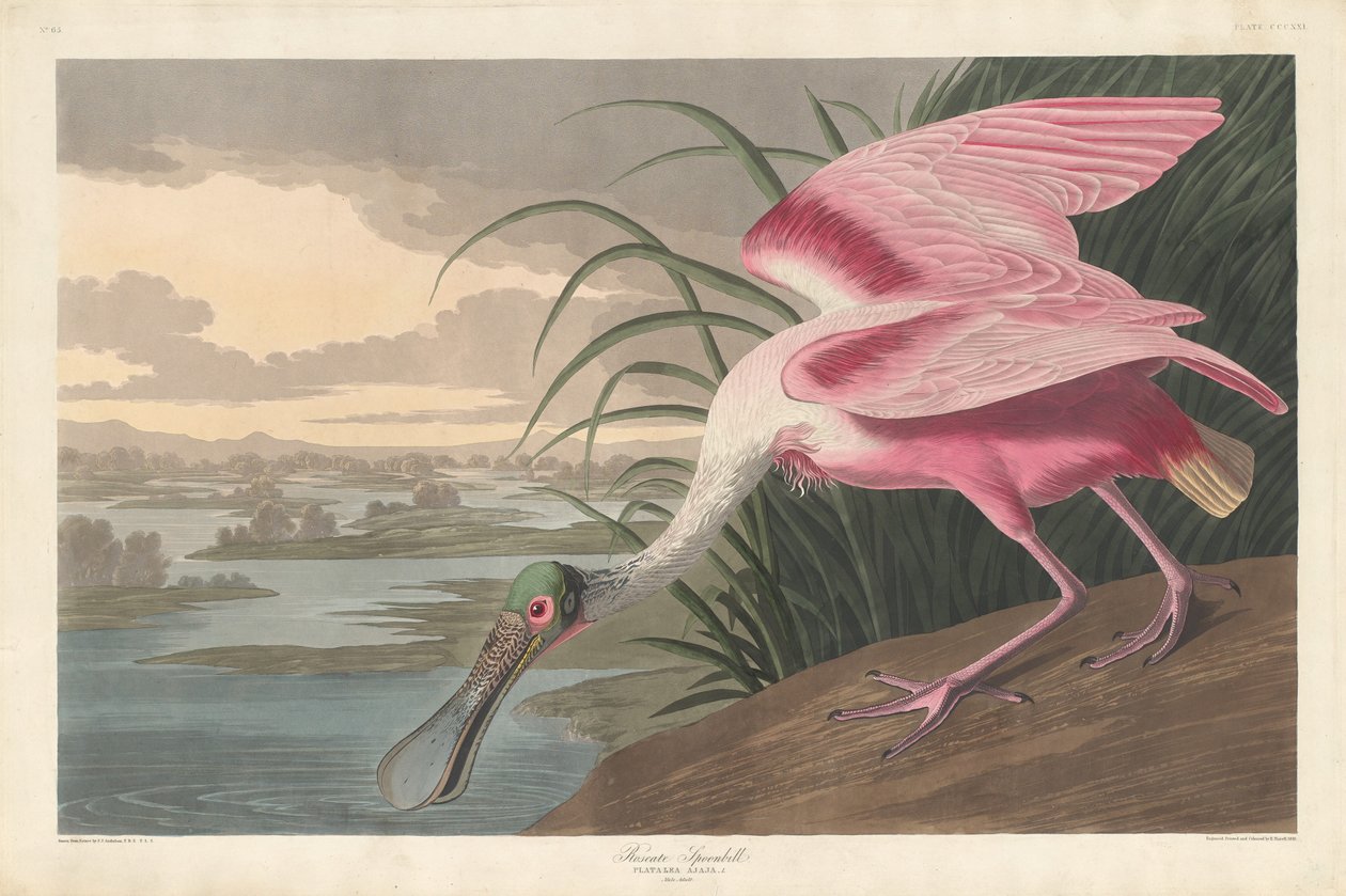 रोज़ेट स्पूनबिल, 1836। द्वारा रॉबर्ट हेवेल