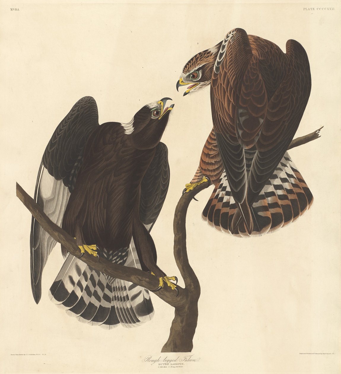 रफ-लेग्ड फाल्कन, 1838। द्वारा रॉबर्ट हेवेल