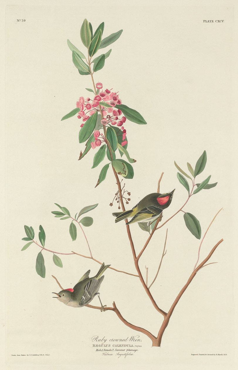 रूबी-क्राउन व्रेन, 1834। द्वारा रॉबर्ट हेवेल