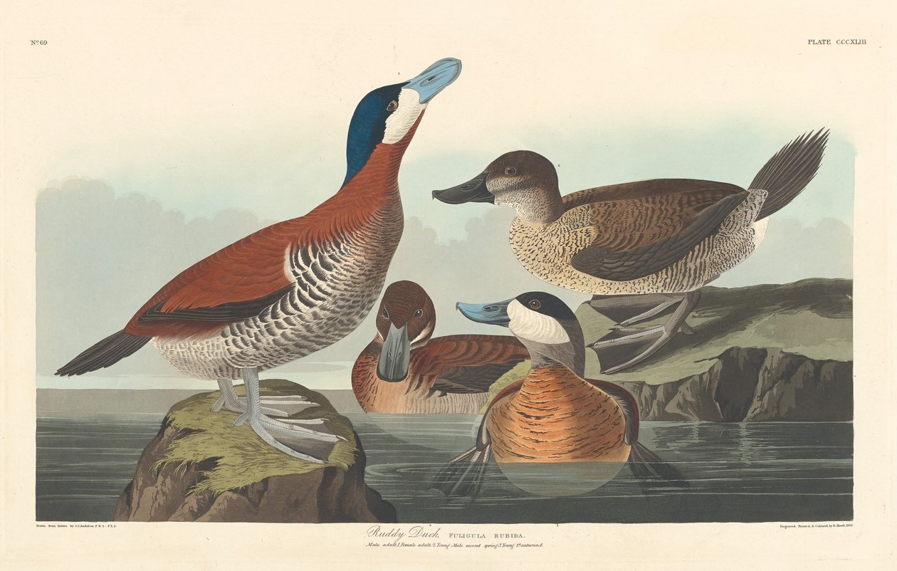 रूडी डक, 1836। द्वारा रॉबर्ट हेवेल
